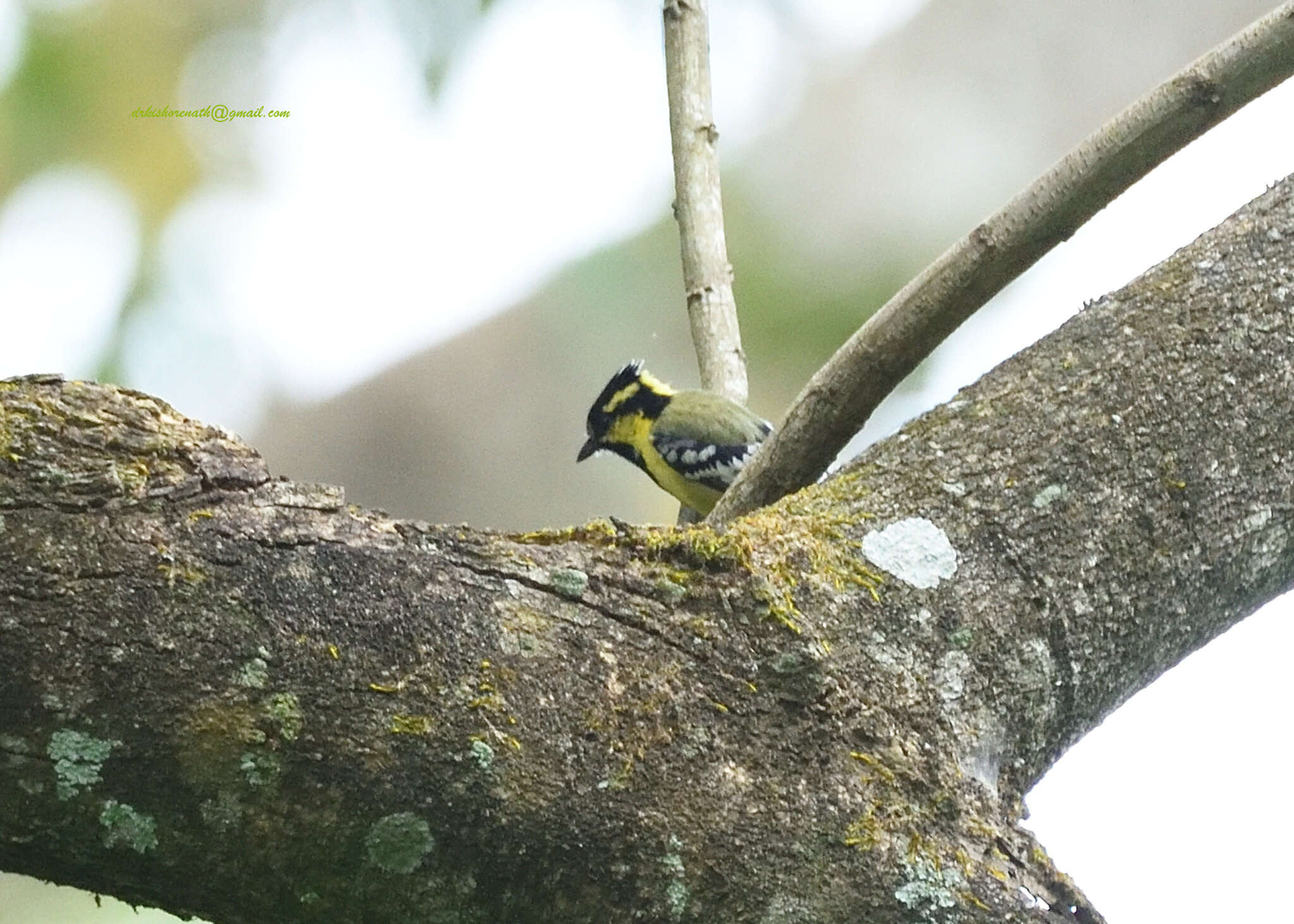 Image de Mésange jaune