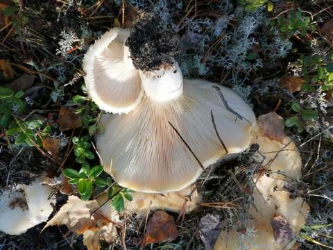 Image of Lactarius aquizonatus Kytöv. 1984