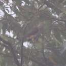 Image of Bar-tailed Cuckoo-Dove