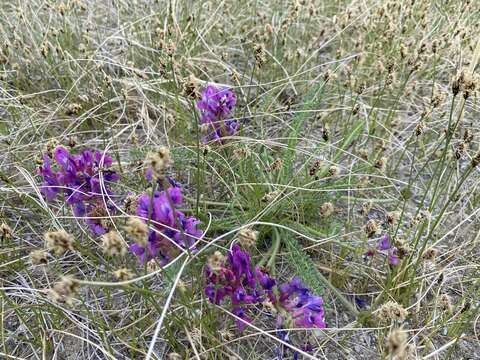 Image of Oxytropis stukovii Palib.