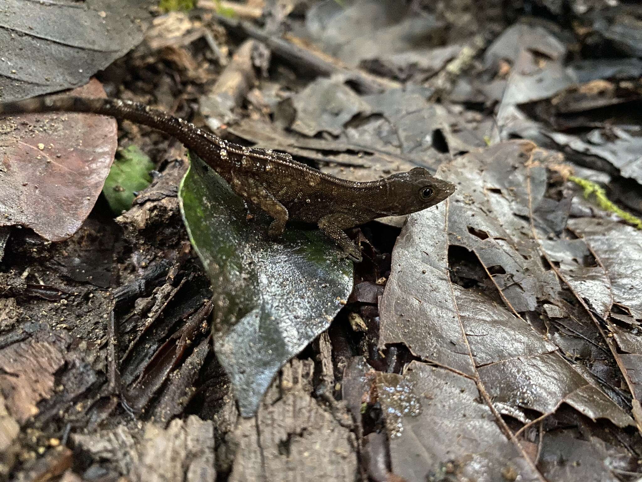 Anolis marsupialis Taylor 1956 resmi