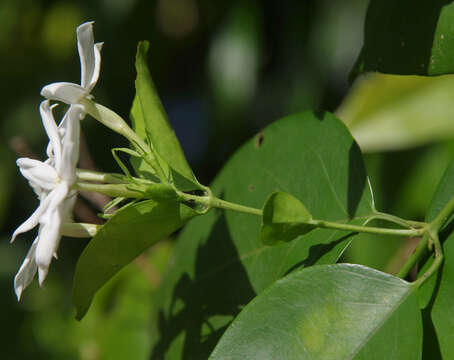 صورة Jasminum elongatum (P. J. Bergius) Willd.