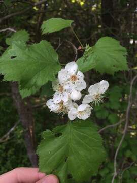 Crataegus coccinioides Ashe resmi