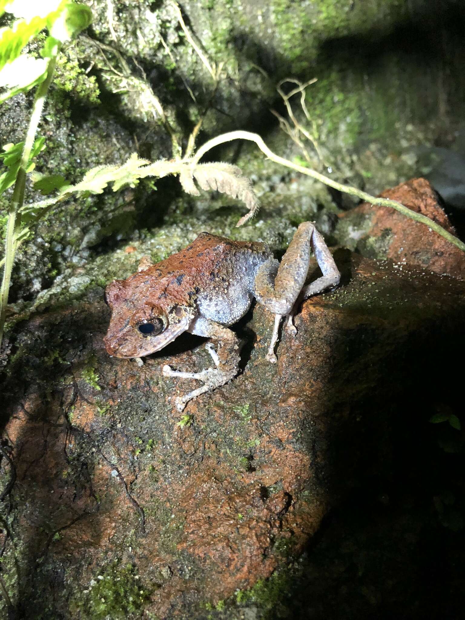 Image de Pristimantis crenunguis (Lynch 1976)