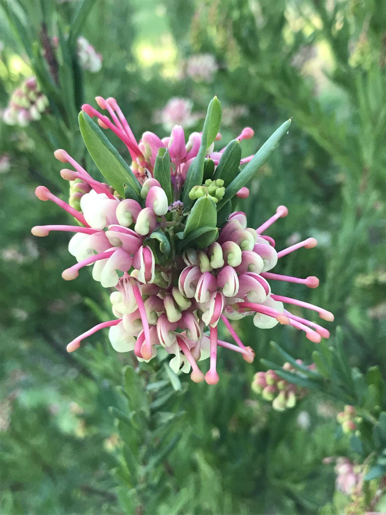 Image of Grevillea iaspicula Mc Gill.