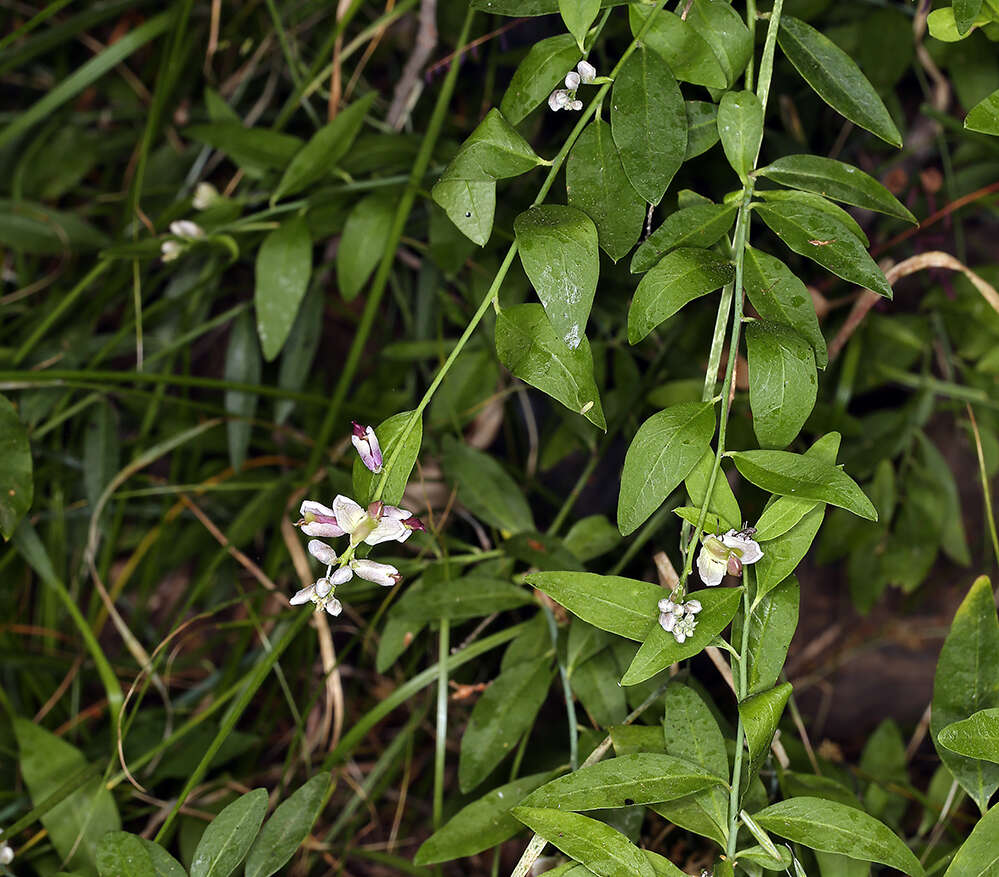 Image of Rhinotropis cornuta var. cornuta