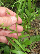 Imagem de Myosotis macrosperma Engelm.