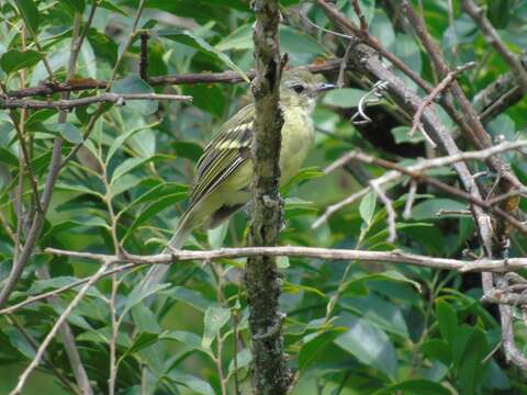 Image of Greenish Tyrannulet