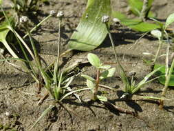 Imagem de Eriocaulon parkeri B. L. Rob.