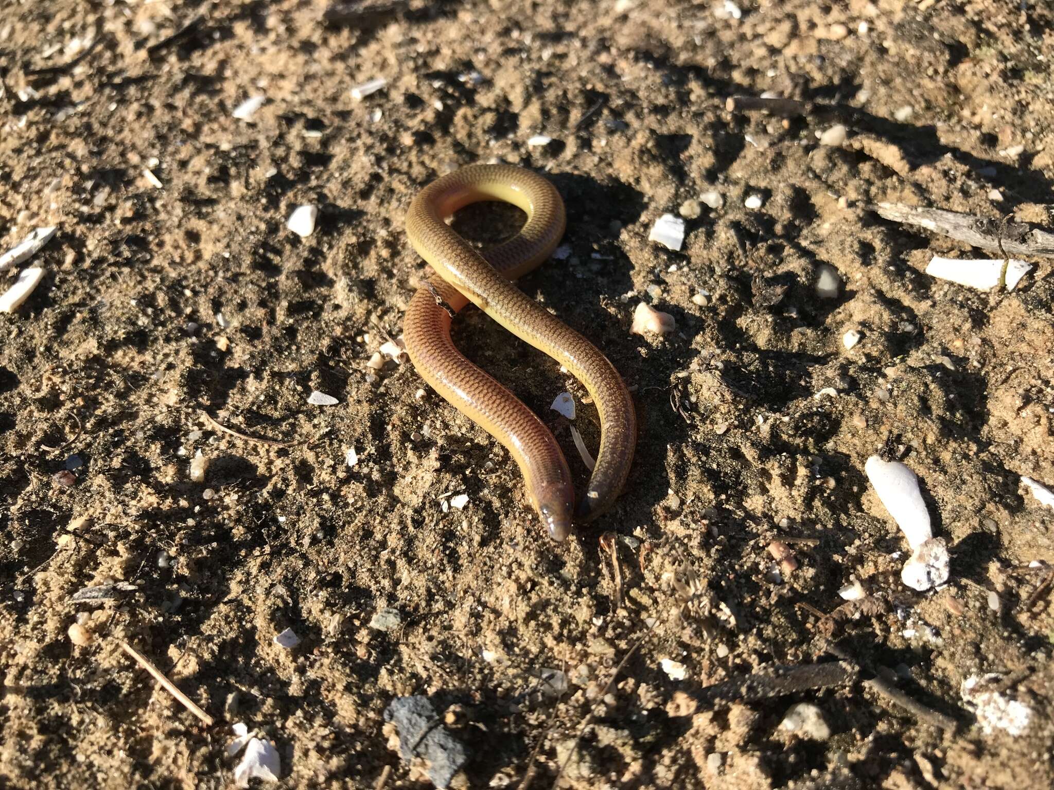 Image of Linnaeus' Lance Skink