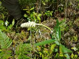 Image de Pterocaulon pycnostachyum (Michx.) Ell.