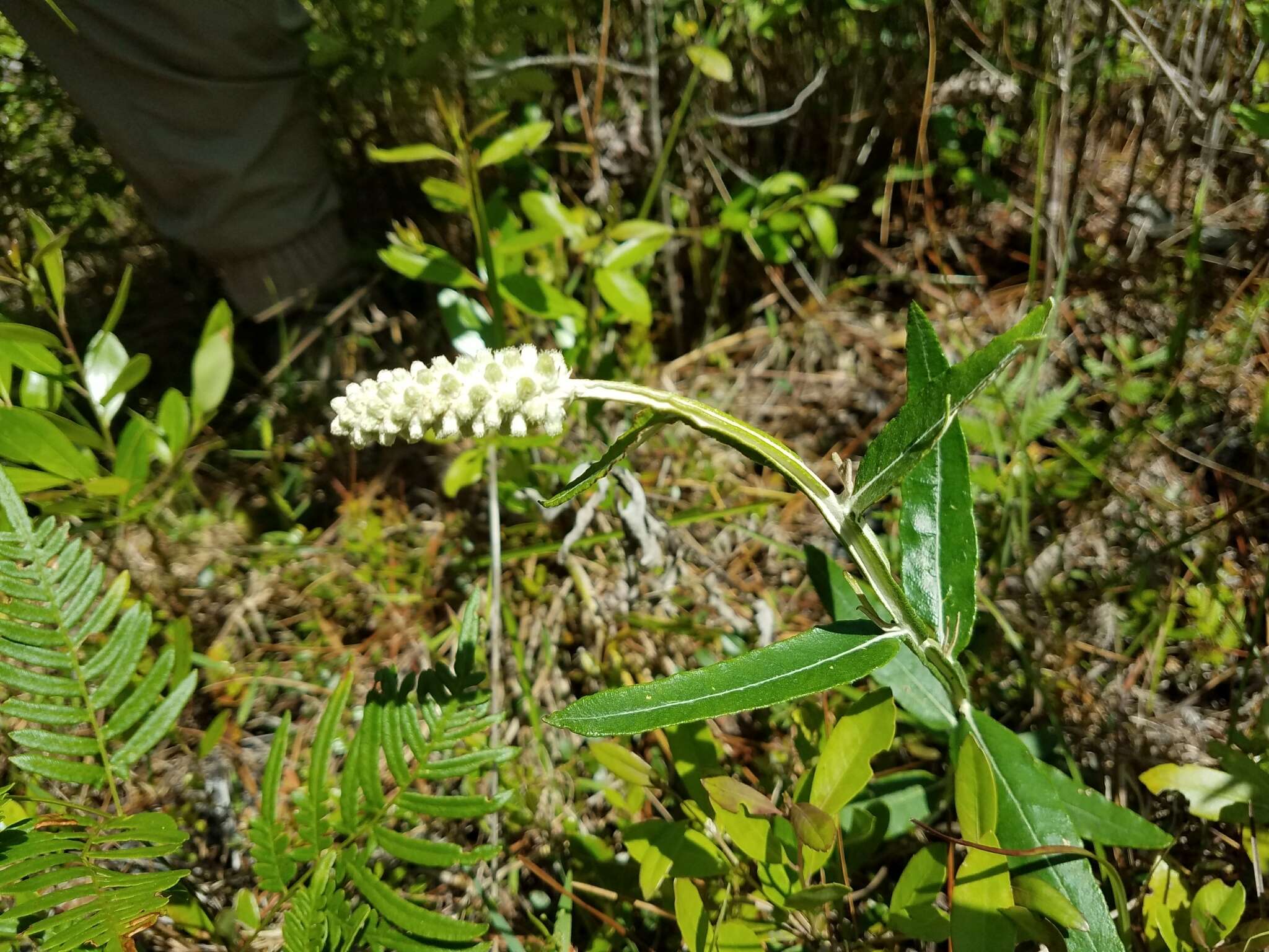 Image of dense-spike blackroot