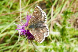 Image of Carline Skipper