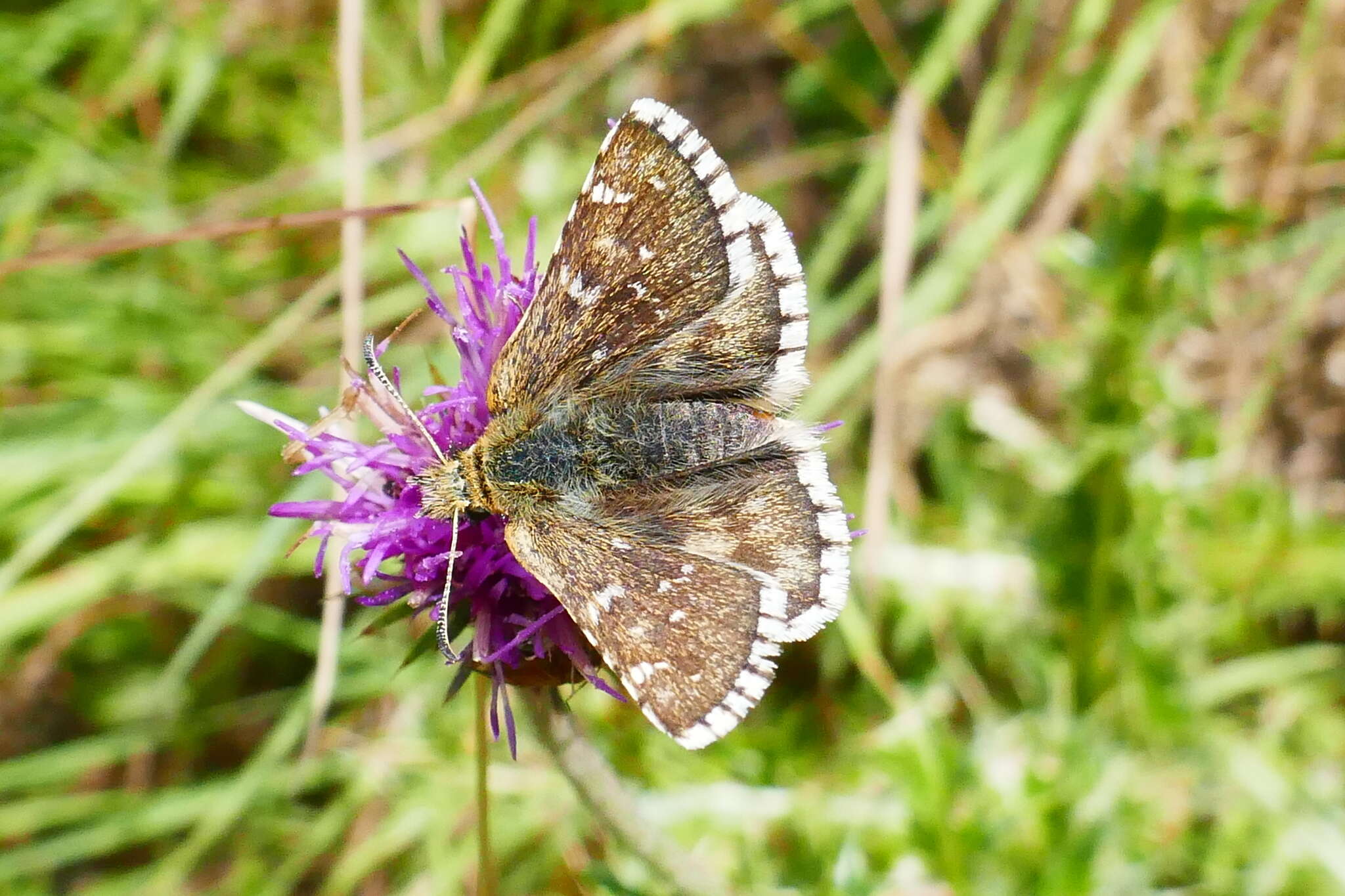 Image of Carline Skipper