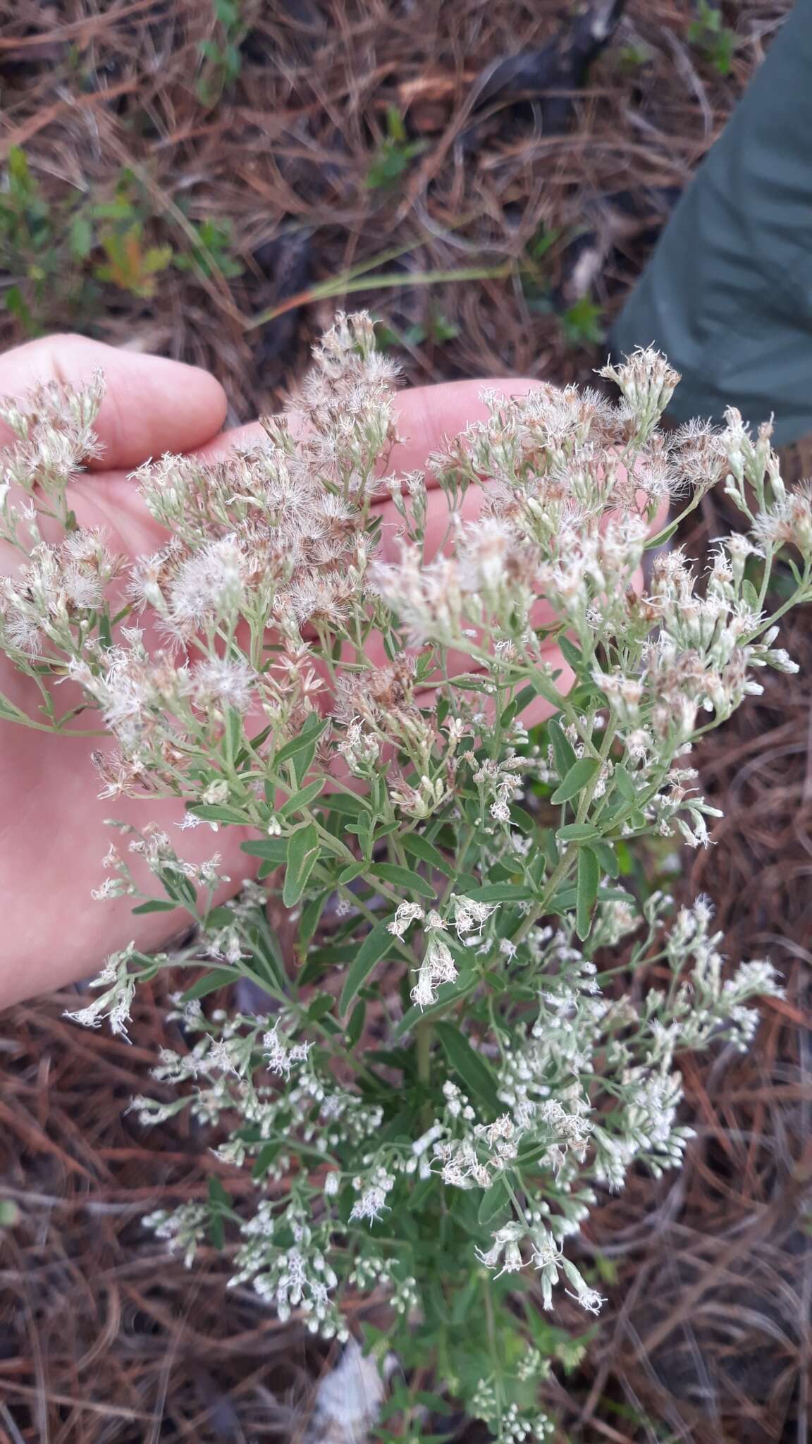 Imagem de Eupatorium mohrii E. Greene