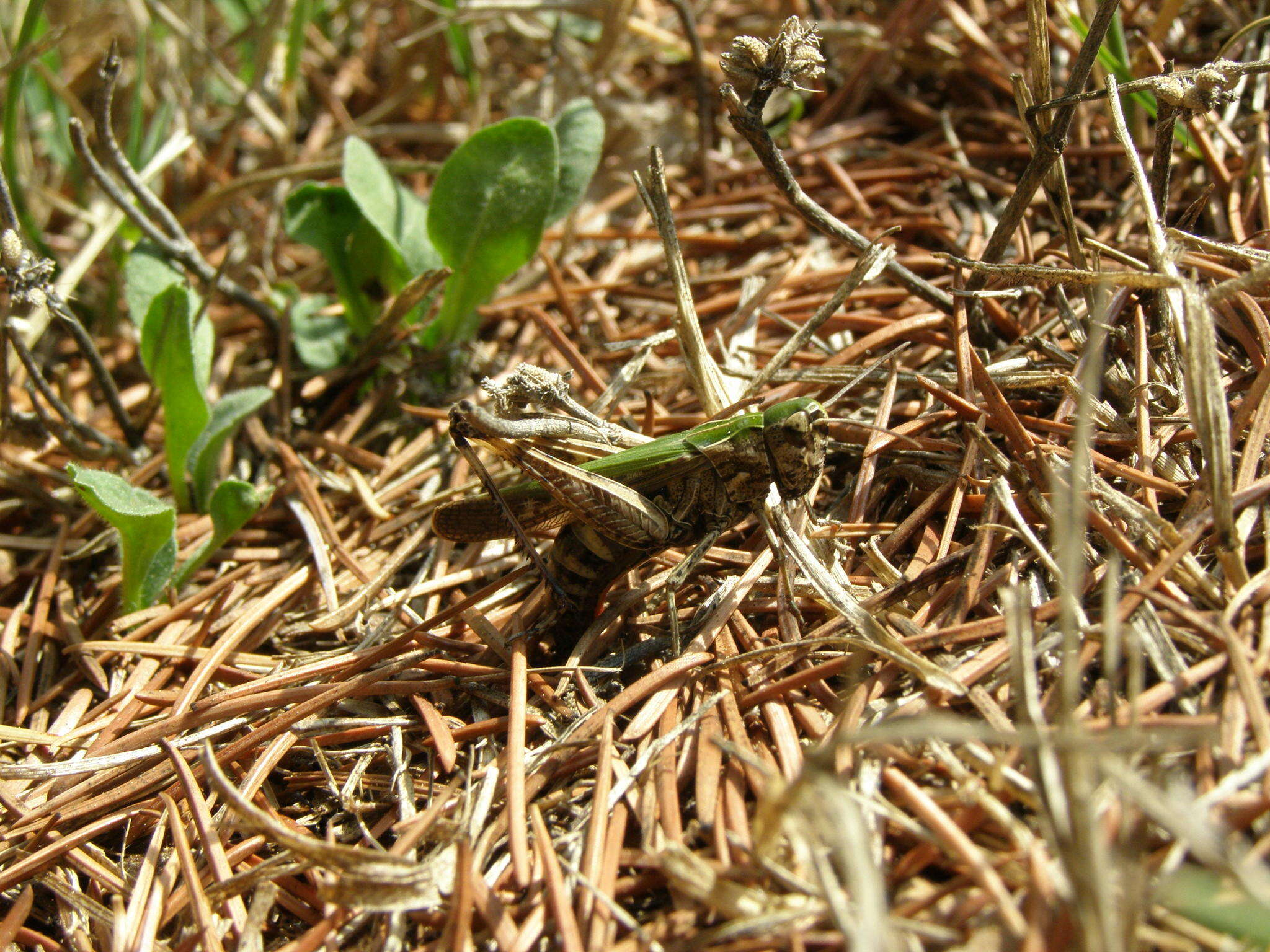 Image of woodland grasshopper