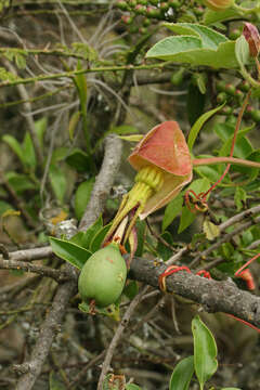 Passiflora ampullacea Harms的圖片