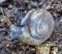 Image of Helminthoglypta petricola (S. S. Berry 1916)