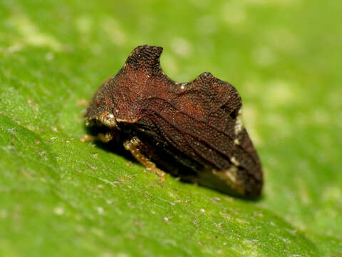 Image of Entylia carinata Forster