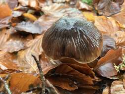 Image of Cortinarius livido-ochraceus (Berk.) Berk. 1860