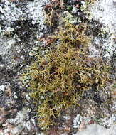 Image of Cetraria muricata (Ach.) Eckfeldt