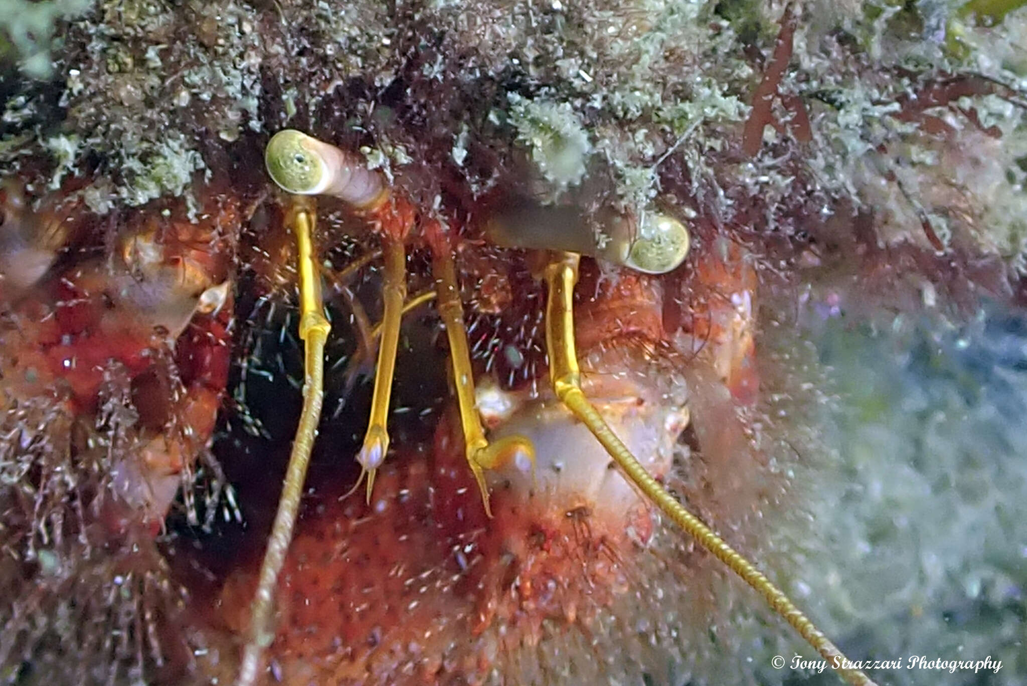 Image of Mauve Eyed Hermit Crab