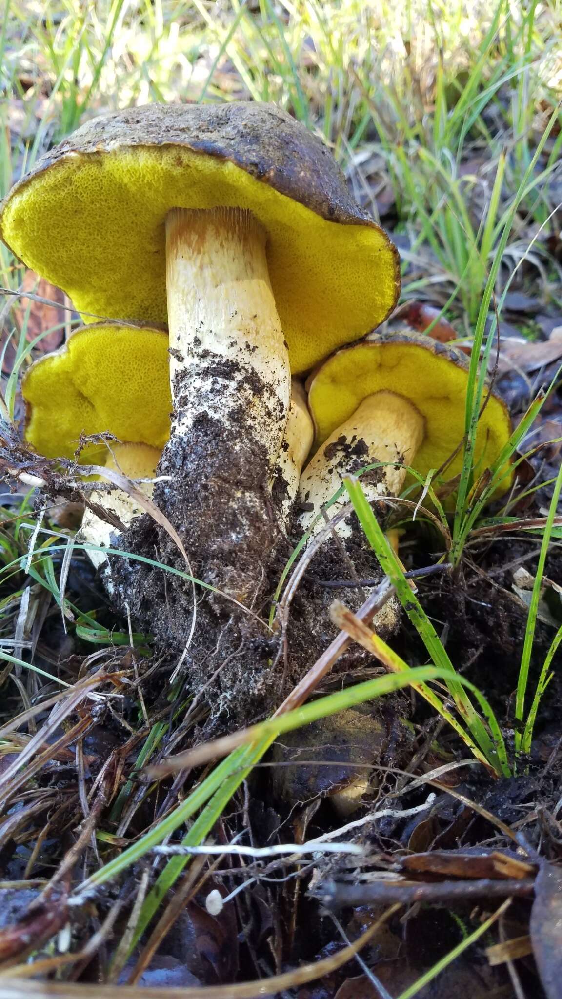 Image of Aureoboletus citriniporus (Halling) Klofac 2010