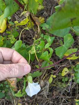 Image of Calystegia lucana (Ten.) G. Don fil.