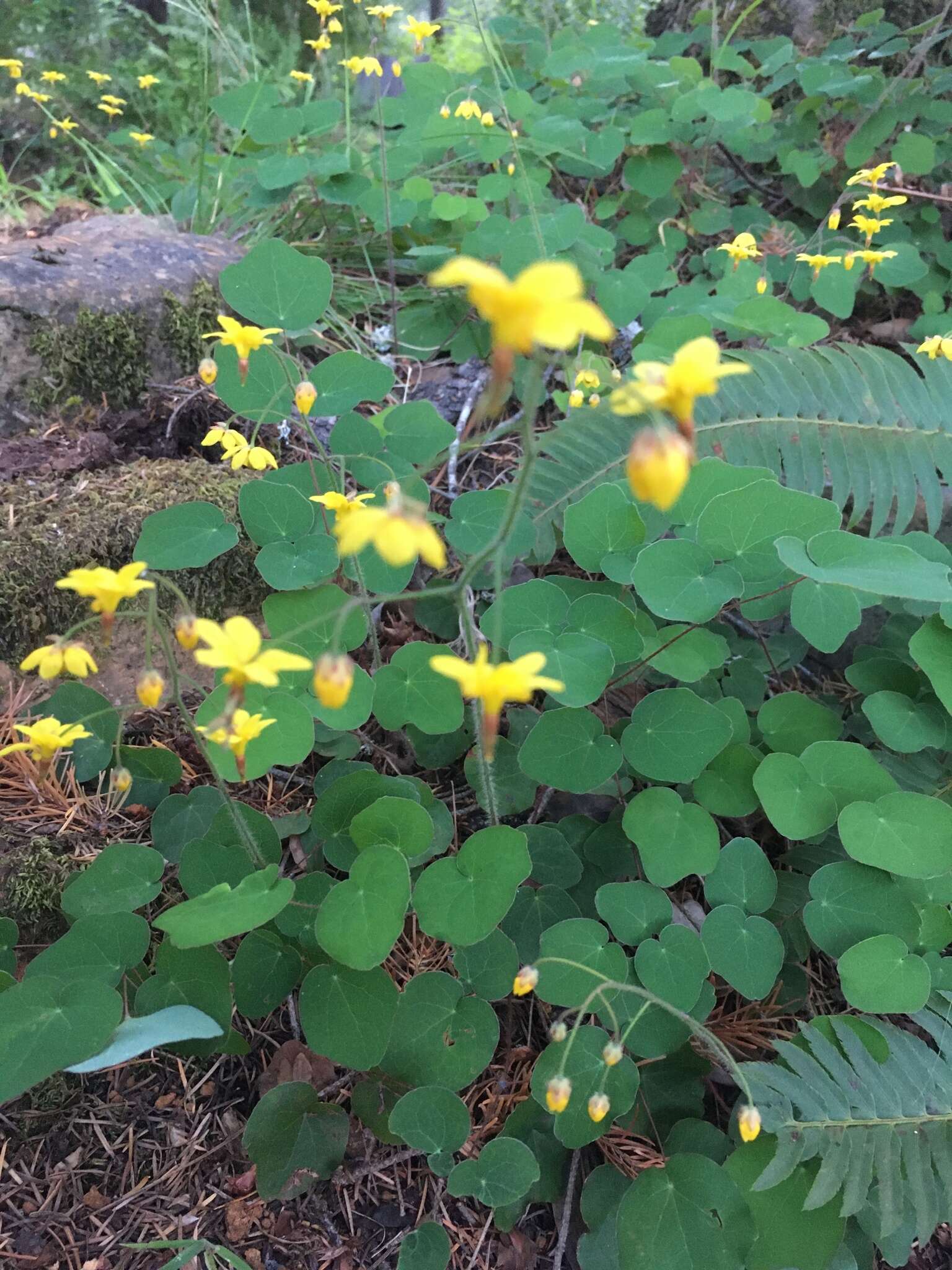 Image of golden insideout flower