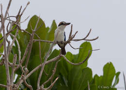 صورة Todiramphus sacer manuae (Mayr 1941)