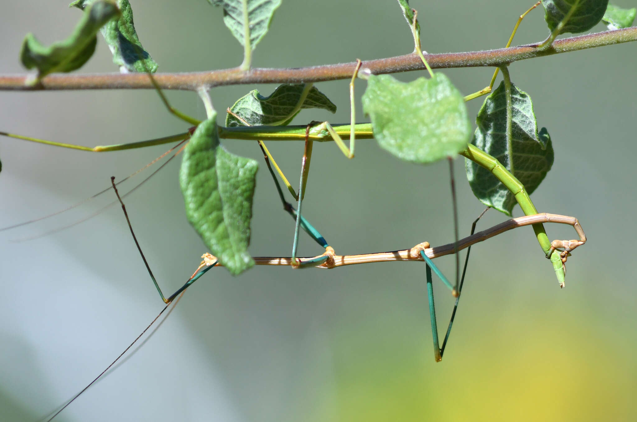 Image of Diapheromera (Diapheromera) kevani Vickery 1997