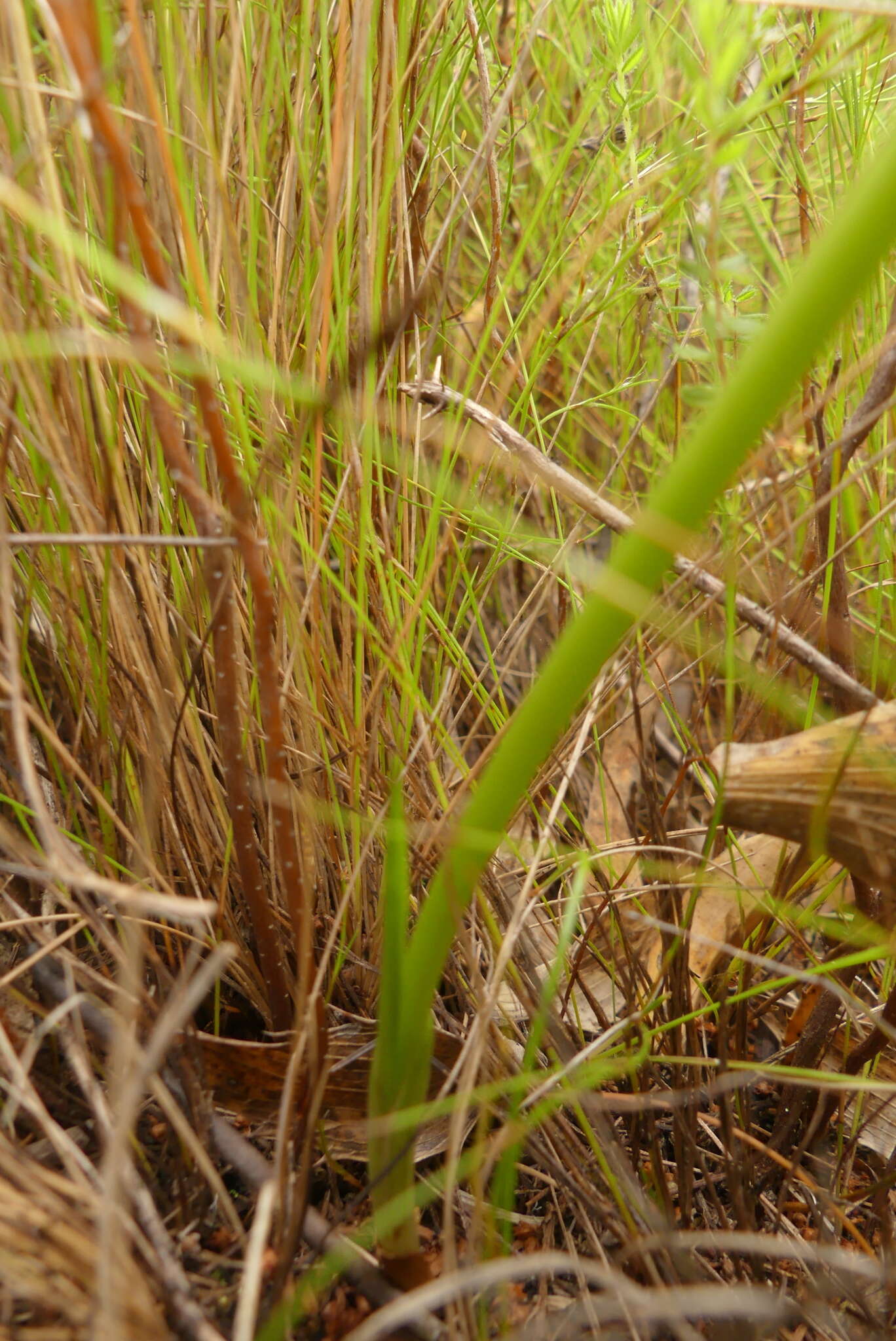 Eulophia tabularis (L. fil.) Bolus的圖片