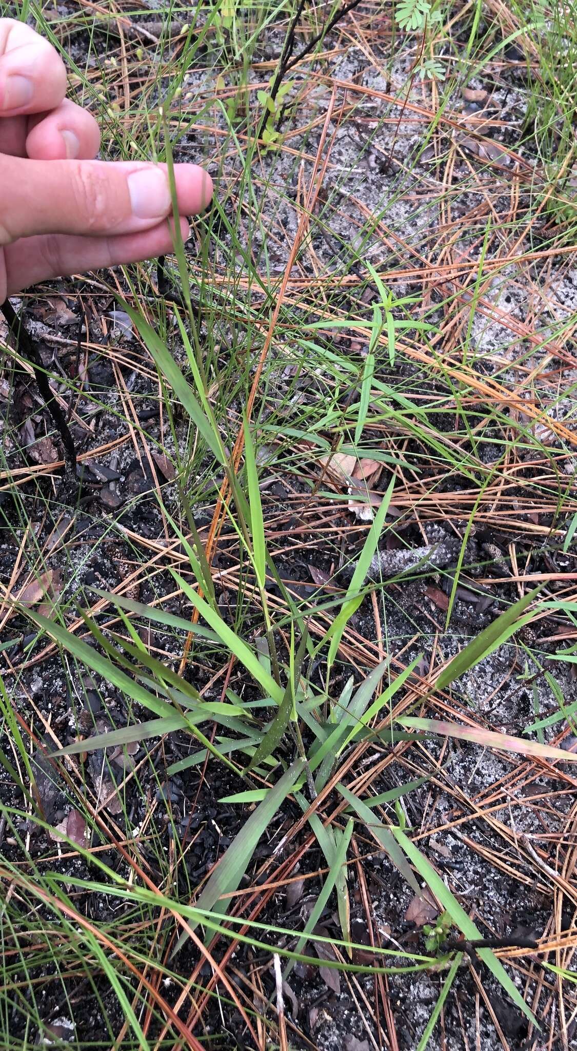 Panicum malacon Nash resmi