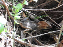 Image of Keeled Helmeted Basilisk