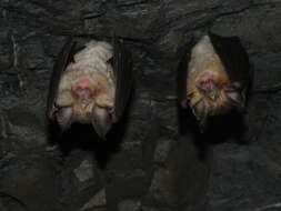 Image of Mediterranean Horseshoe Bat