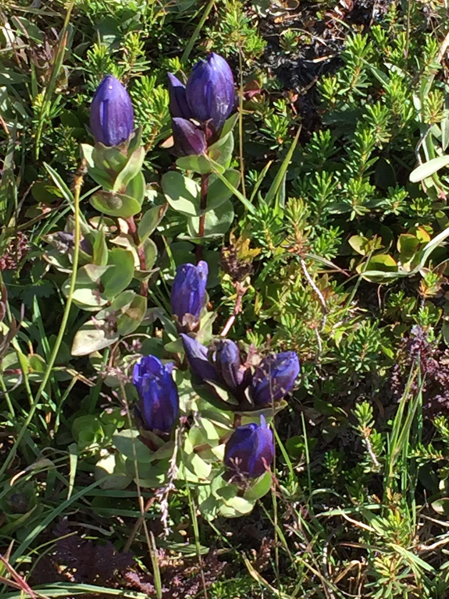 Image of Bog Gentian