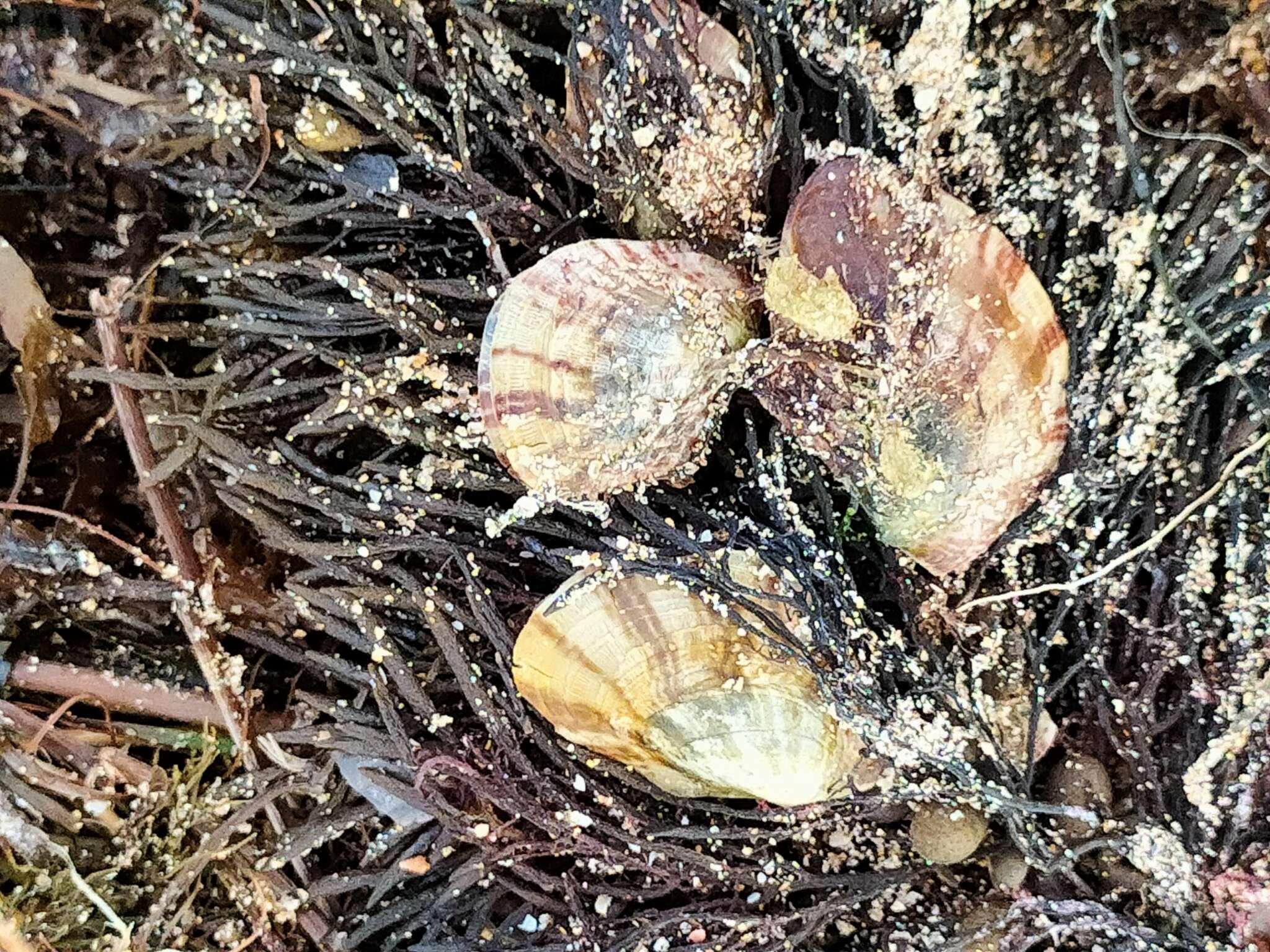 Image of Electroma papilionacea (Lamarck 1819)