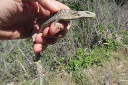 Image de Elgaria multicarinata scincicauda (Skilton 1849)