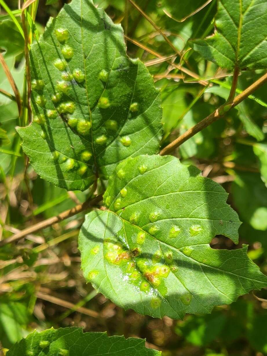 Image of Sackenomyia commota Gagne 1975