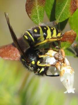 Image of Forest Yellowjacket