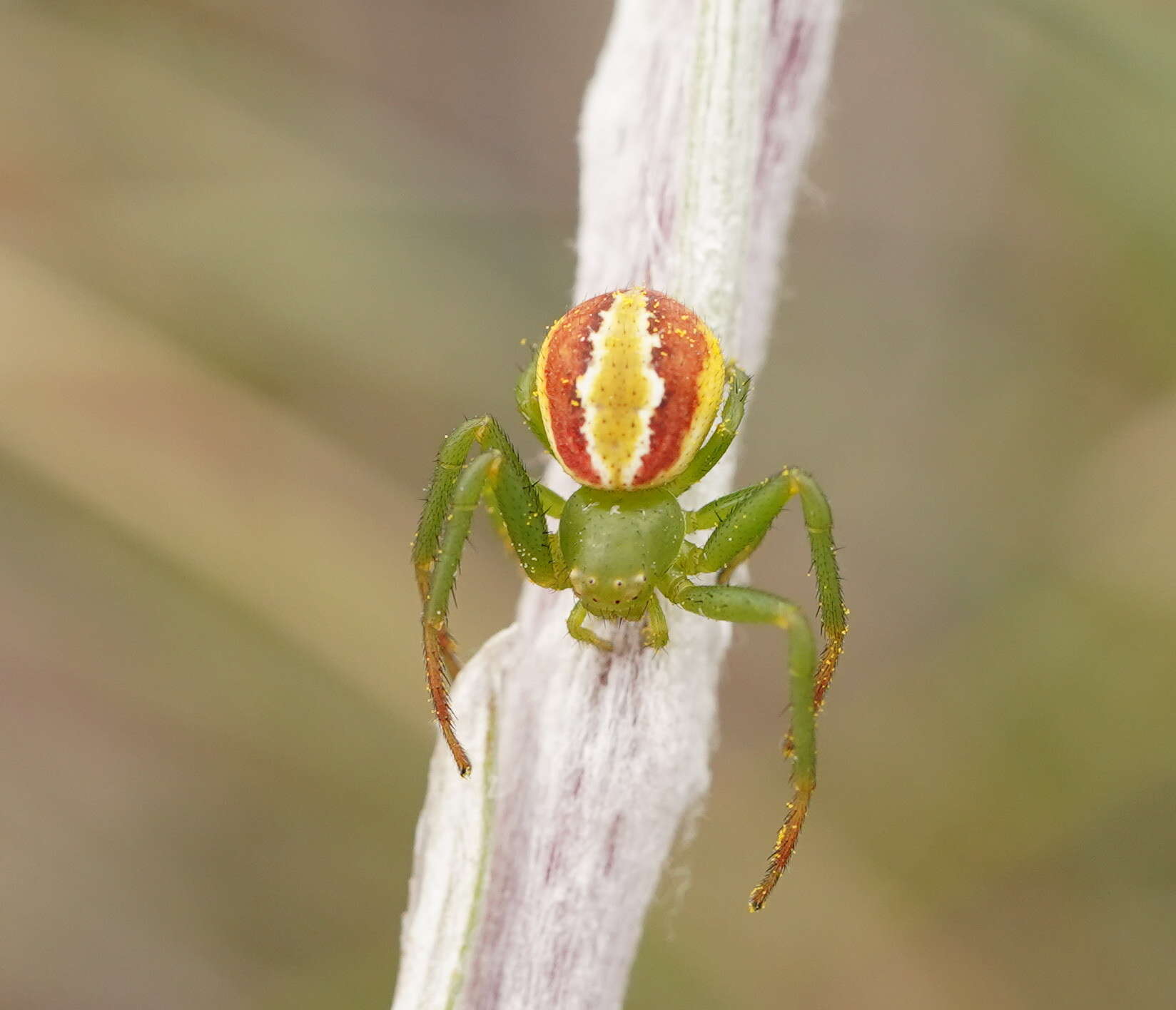 Image of Australomisidia rosea (L. Koch 1875)