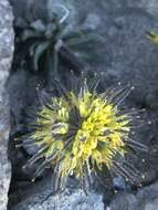 Image of Mt. Lassen draba