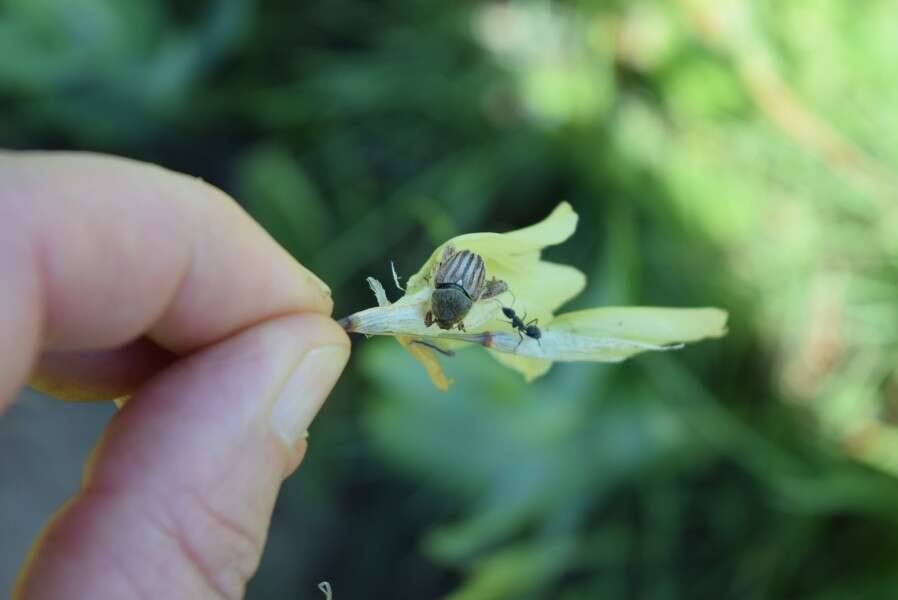 Imagem de Dierama luteoalbidum I. Verd.