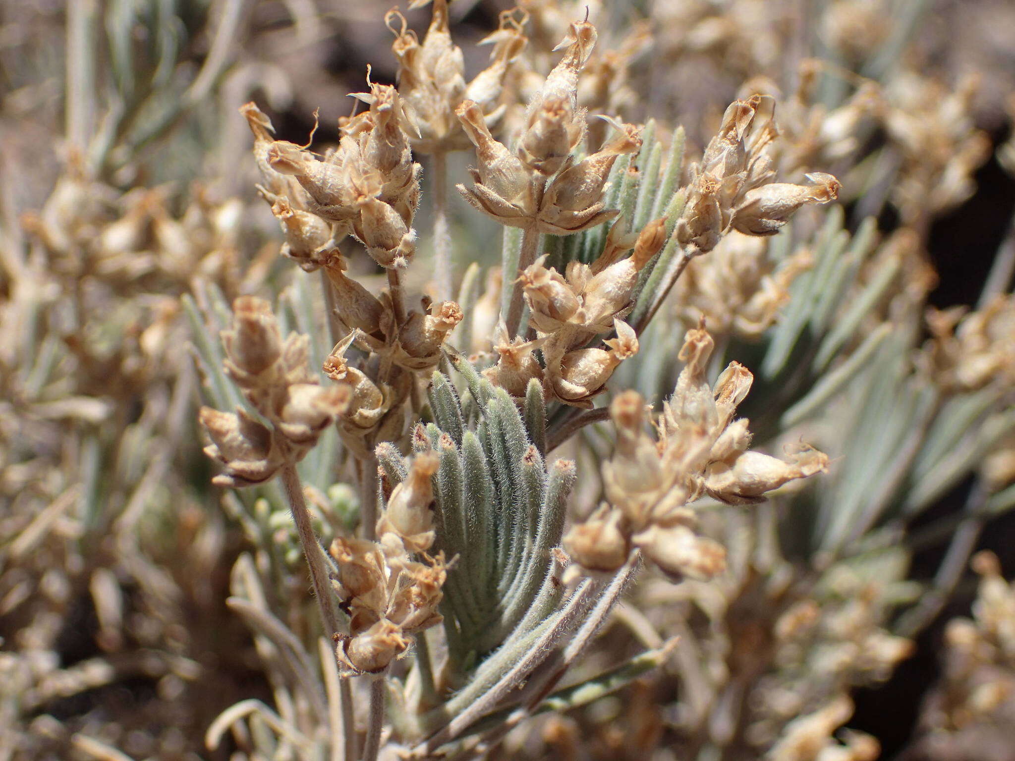 صورة Plantago webbii Barn.