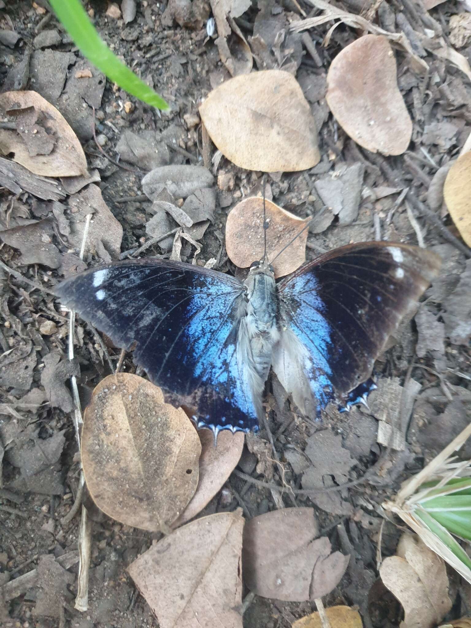 Charaxes bohemani Felder & Felder 1859的圖片