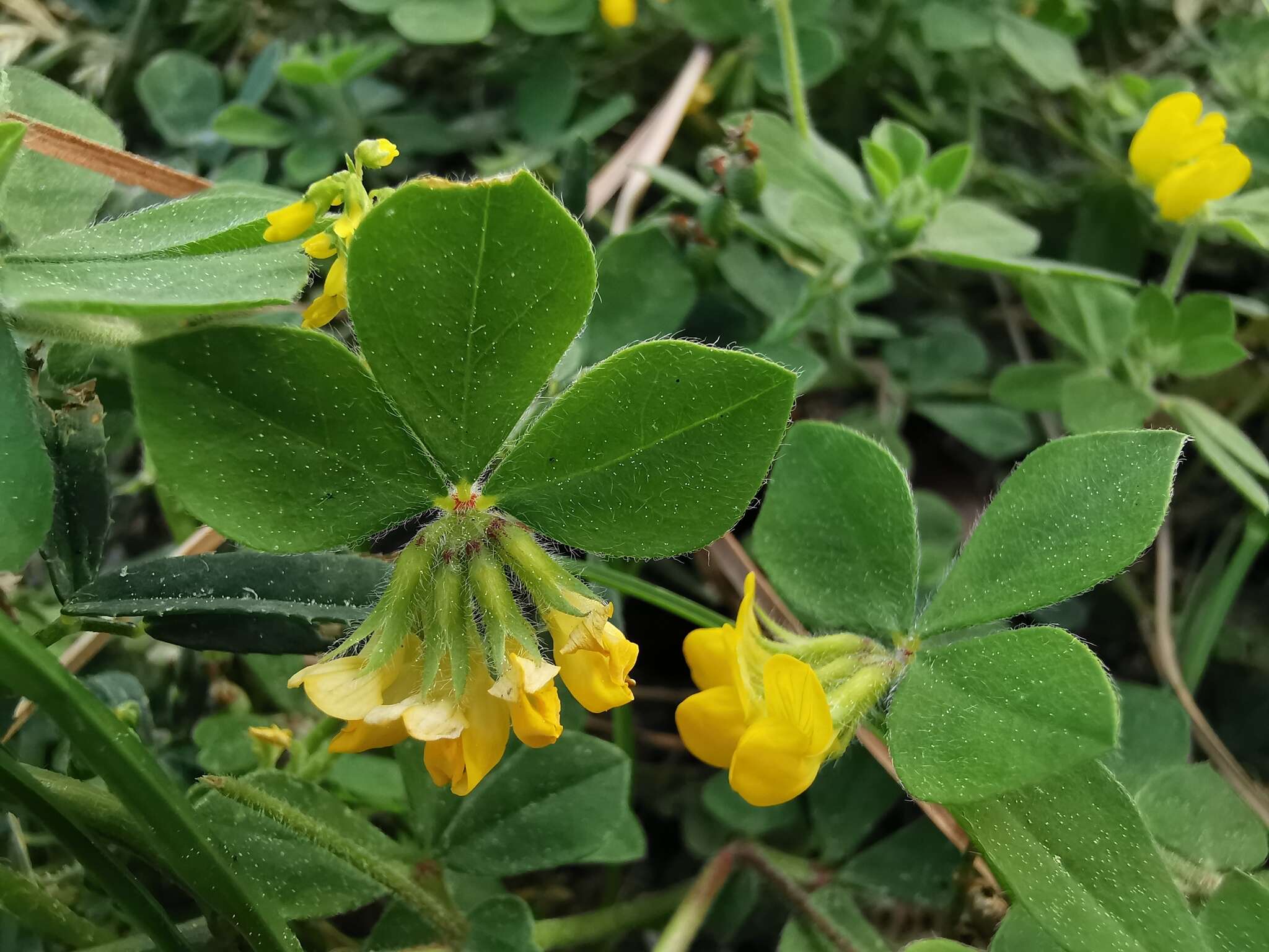 Image of Southern Bird's-foot-trefoil