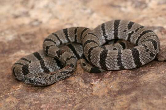 Image of Gray-banded Kingsnake