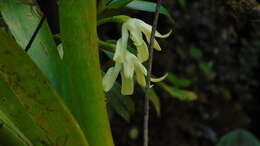 Image of Maxillaria inaudita Rchb. fil.