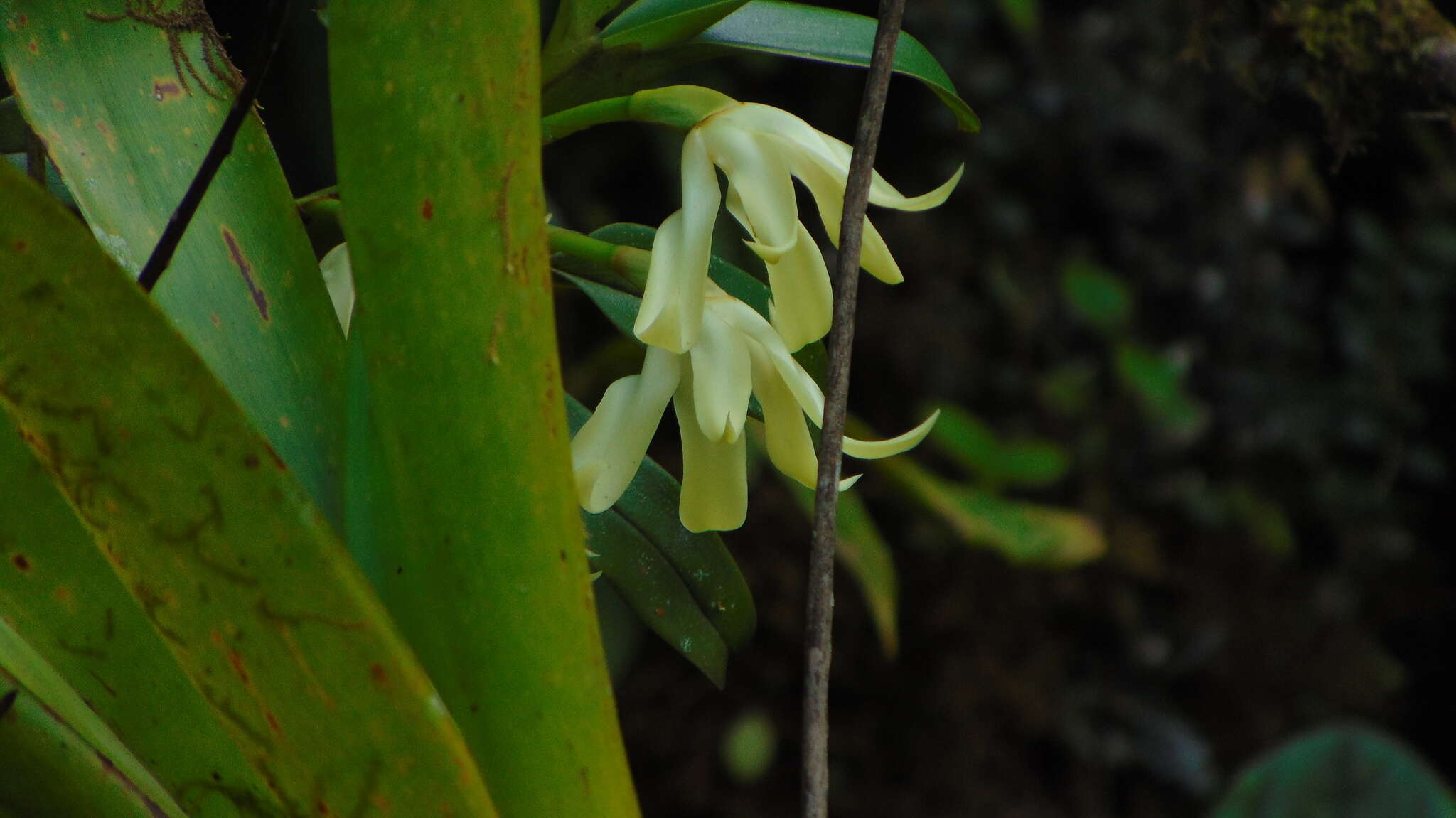 Image of Maxillaria inaudita Rchb. fil.