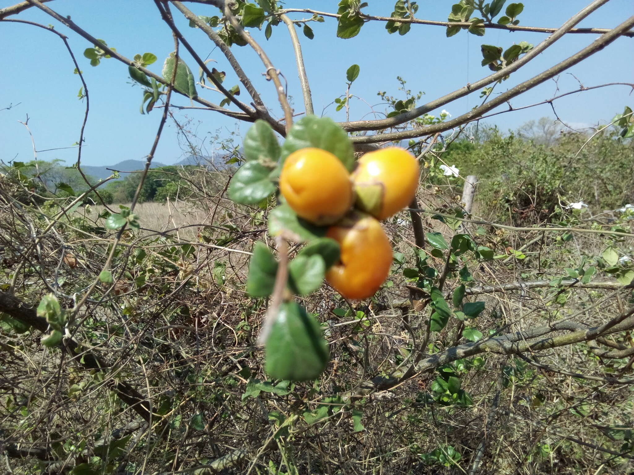 Image of Cordia seleriana Fern.